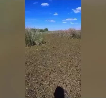 DE (2)