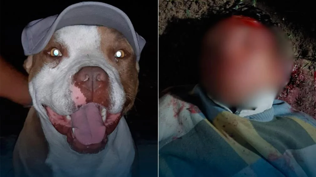 1010x567_ataque-perro-pitbull-548447-211016