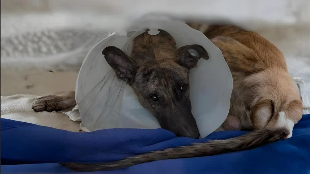 1010x567_20260330214652