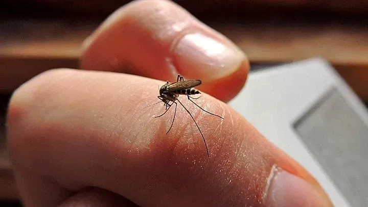 dengue_crop1614031239035.jpg_1833193316