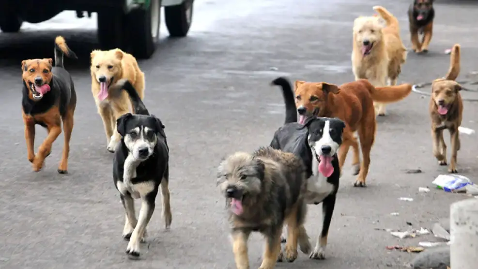 perros-callejeros-2338267