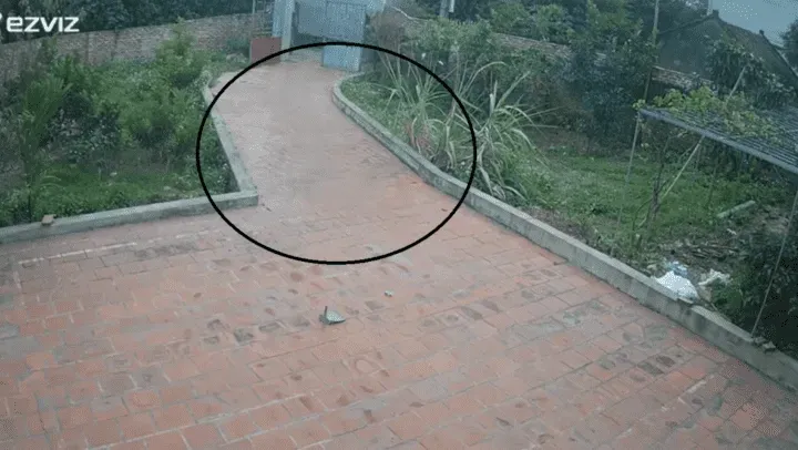 fantasma_1.png_1833193316