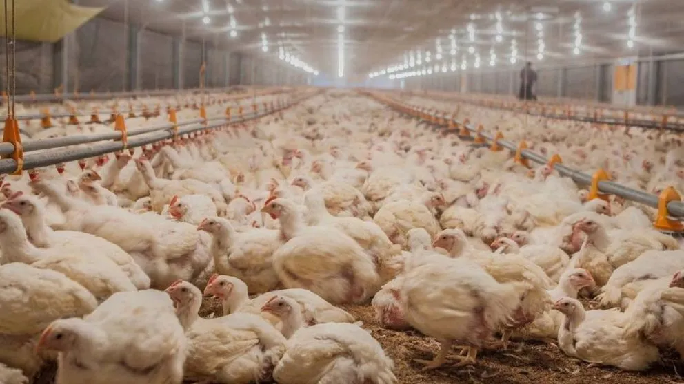 69bc43a68668c_992_558!